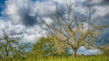 Streuobstwiesen_by_pixaby